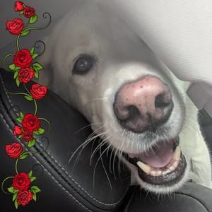 Meet your Posher, Elaine